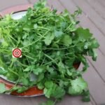 Cilantro Slow Bolt (Whole Seeds)