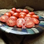 Coastal Valley Dwarf Tomato