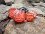 Cosmos Tomato