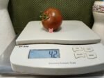 Crazy Horse Tomato Rare Tomato.
