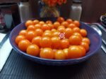 Lamont Sanford Orange Tomato - Image 2
