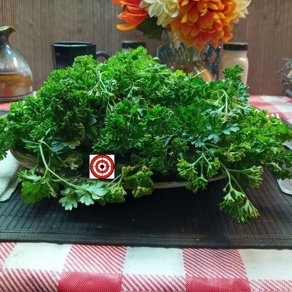 Deep Forest Parsley