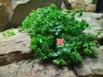 Deep Forest Parsley - Image 2