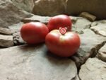 Dutchman Tomato
