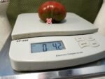 Dwarf Copperhead Tomato Blane Horton Tomatoes.