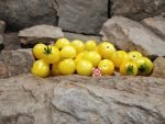 Dwarf Desert Star Tomato