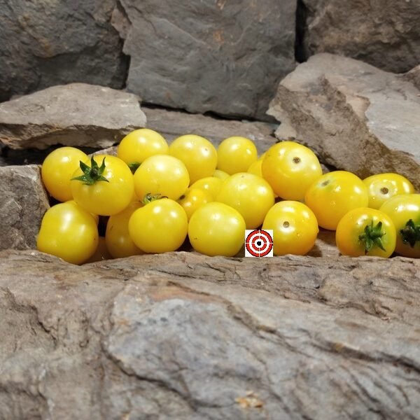 Dwarf Desert Star Tomato
