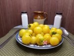 Dwarf Desert Star Tomato Container Tomatoes.
