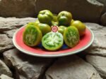 Dwarf Grandpa Gary's Green Tomato