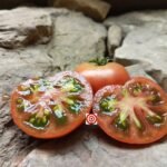 Dwarf Grape Nehi Tomato