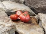 Dwarf Grape Nehi Tomato - Image 5
