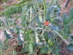 Dwarf Haley's Rainbow Dwarf Tomato RL Variegated Plant