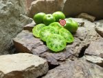 Dwarf Jade Beauty Tomato Seeds