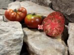 Dwarf Kookaburra Crackle Tomato.