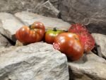 Dwarf Kookaburra Crackle Tomato Seeds.