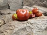 Dwarf Kookaburra Crackle Tomato The Dwarf Tomato Project Tomatoes.