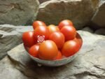 Dwarf Maskotka Red Tomatoes