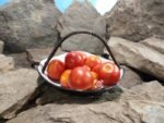Dwarf Maskotka Tomato
