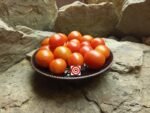 Dwarf Maskotka Tomato Seeds