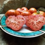 Dwarf Merlin PL Tomato