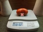 Dwarf Merlin RL Beefsteak Tomato