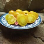 Dwarf Ola Polka Tomato