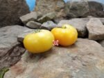 Dwarf Orange Cream Tomato
