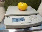 Dwarf Orange Cream Tomato Seeds