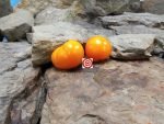 Dwarf Orange Tree Tomato Container Tomatoes.