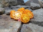 Dwarf Orange Tree Tomato