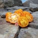 Dwarf Orange Tree Tomato