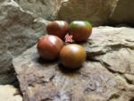 Dwarf Perth's Pride Tomato Seeds