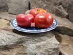 Dwarf Rosella Crimson Tomato