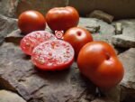Dwarf Rosella Crimson Tomato - Image 4