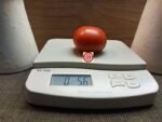 Dwarf Stone Beefsteak Tomato