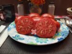 Dwarf Stone Tomato