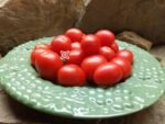 Dwarf Sweet For The Children Plum Tomato.