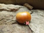 Dwarf Uluru Ochre Tomato Seeds