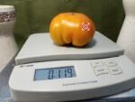 Dwarf Uluru Ochre Tomato