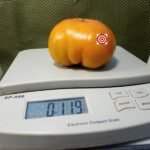 Dwarf Uluru Ochre Tomato