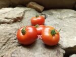 Dwarf Victorian Tomato