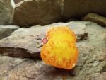 Elfie Orange Tomato