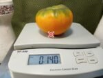 Elfie Tomato Beefsteak Tomatoes.