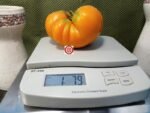 Elfie Tomato Orange Tomatoes.