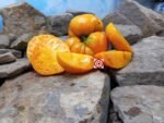 Elfie Tomato Seeds.
