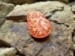 Palla Di Fuoco Tomato Red Tomatoes