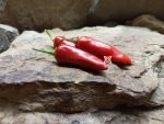 Fish Variegated Pepper