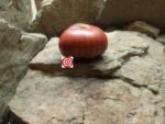 Fuzzy Cherokee Beefsteak Tomato