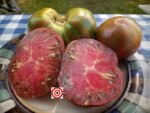 GUNMETAL GREY 2.0 STRIPED TOMATOES
