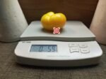 Gail Tomato by Bill Jeffers